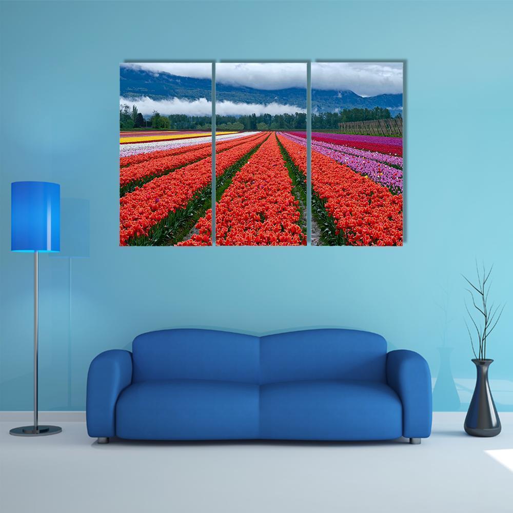 Tulip Festival In Chilliwack Canvas Wall Art-3 Horizontal-Gallery Wrap-37" x 24"-Tiaracle