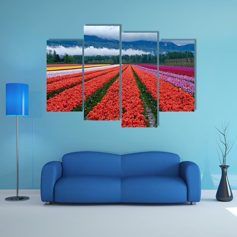 Tulip Festival In Chilliwack Canvas Wall Art-4 Pop-Gallery Wrap-50" x 32"-Tiaracle
