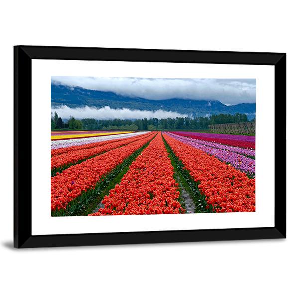 Tulip Festival In Chilliwack Panoramic Canvas Wall Art-1 Piece-36" x 12"-Tiaracle