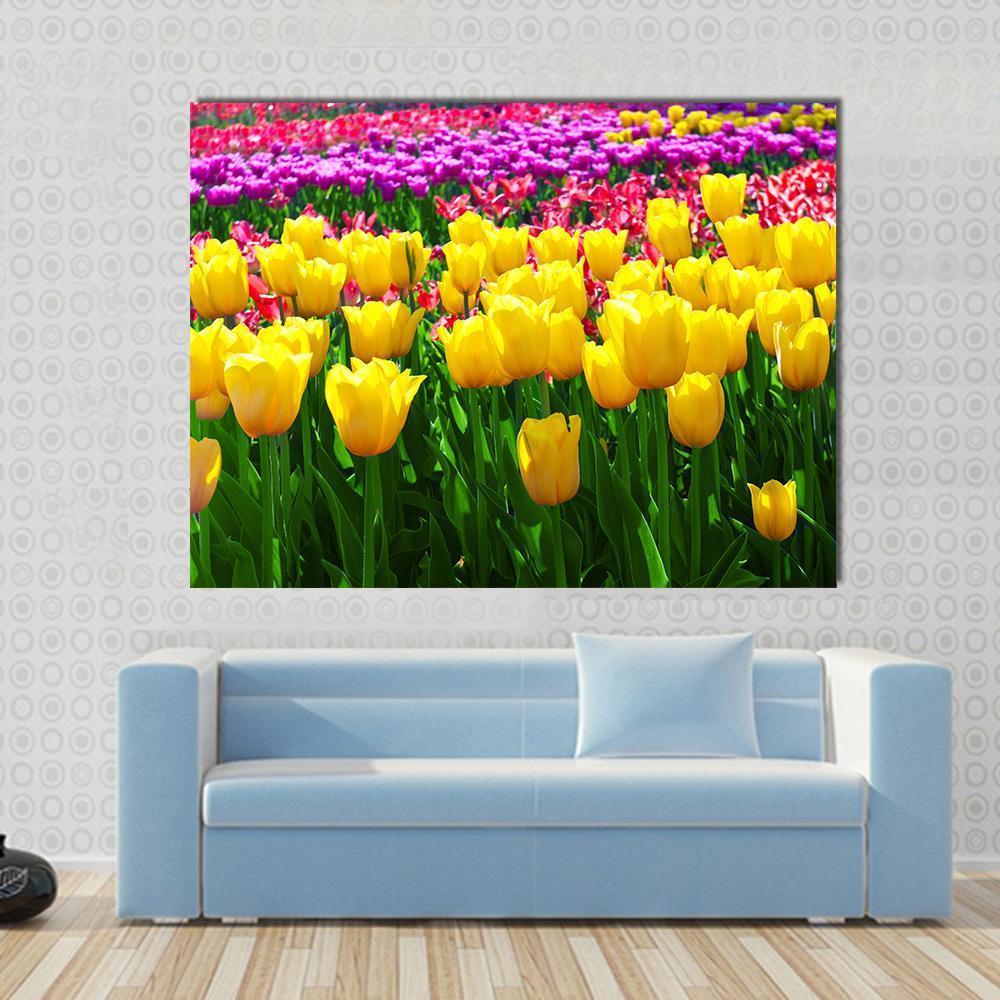 Tulips Field Yellow Flowers Canvas Wall Art in yellow, green and pink, single panel hung on a wall