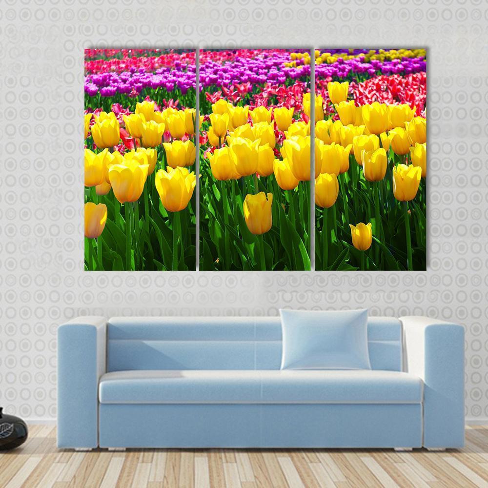 Tulips Field Yellow Flowers Canvas Wall Art-3 Horizontal-Gallery Wrap-37" x 24"-Tiaracle