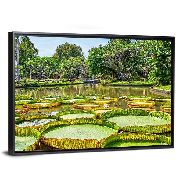 Victoria Amazonica Giant Water Lilies Canvas Wall Art-3 Horizontal-Gallery Wrap-25" x 16"-Tiaracle