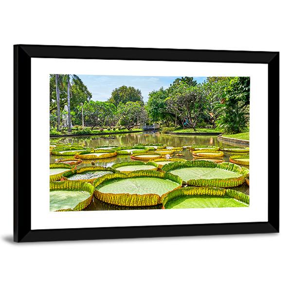 Victoria Amazonica Giant Water Lilies Canvas Wall Art-3 Horizontal-Gallery Wrap-25" x 16"-Tiaracle