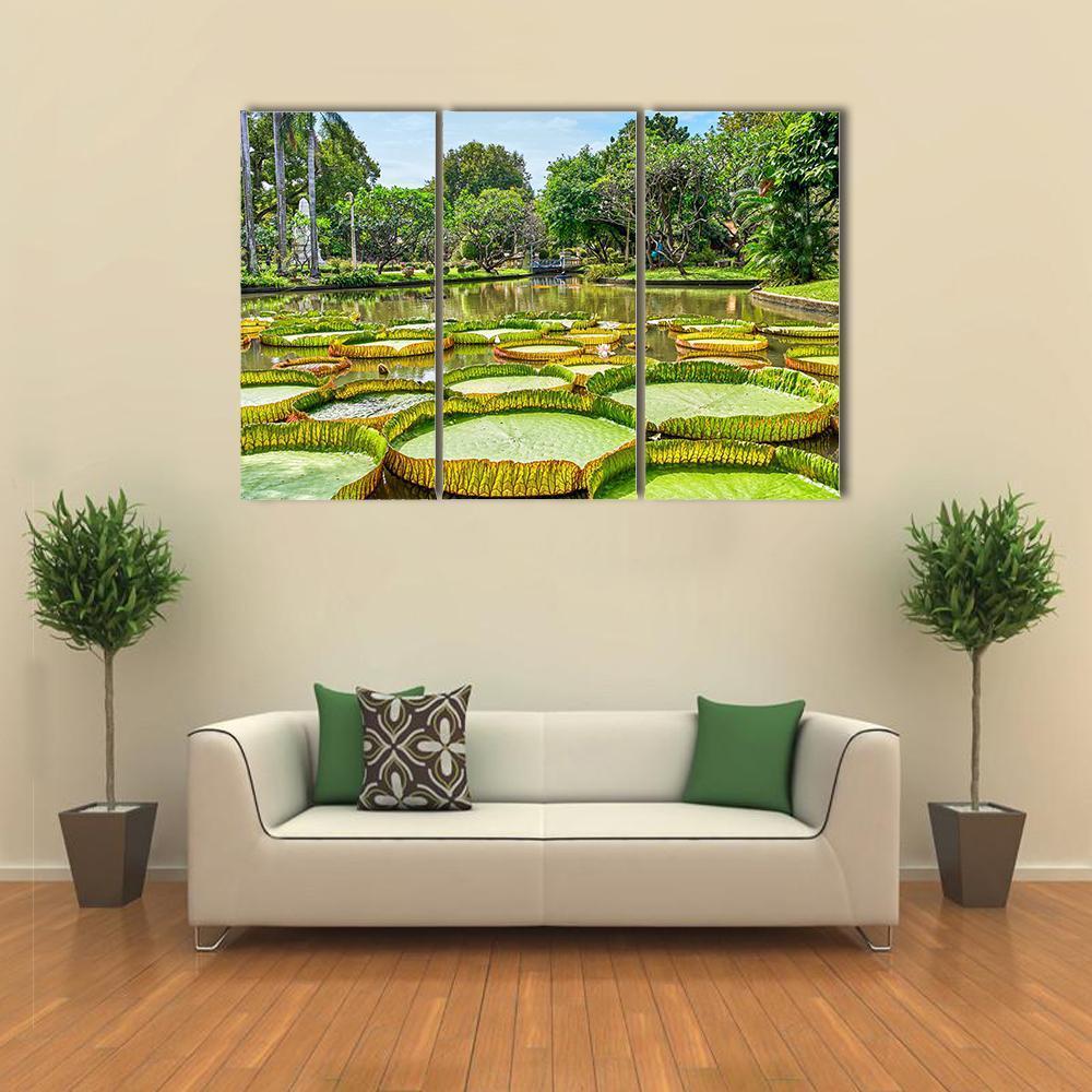 Victoria Amazonica Giant Water Lilies Canvas Wall Art-3 Horizontal-Gallery Wrap-37" x 24"-Tiaracle