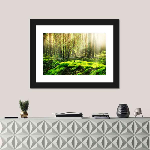 View Of Forest In Sunlight Canvas Wall Art-1 Piece-Framed Print-20&quot; x 16&quot;-Tiaracle