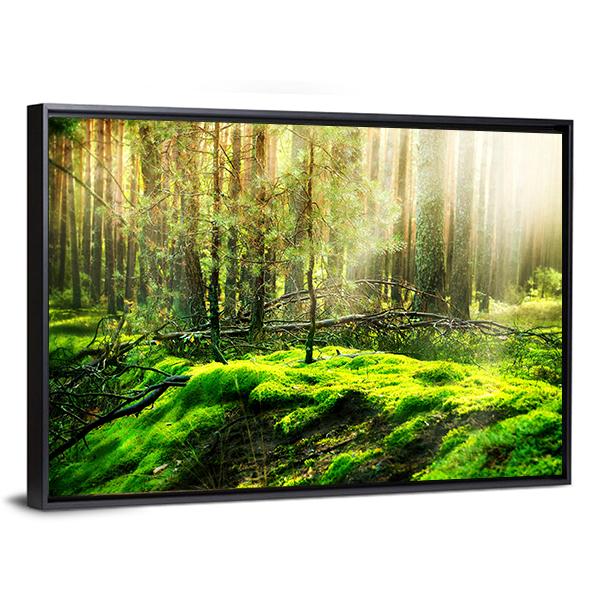 View Of Forest In Sunlight Canvas Wall Art-3 Horizontal-Gallery Wrap-25&quot; x 16&quot;-Tiaracle