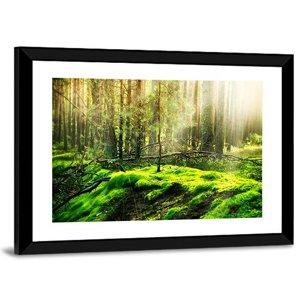 View Of Forest In Sunlight Canvas Wall Art-3 Horizontal-Gallery Wrap-25&quot; x 16&quot;-Tiaracle