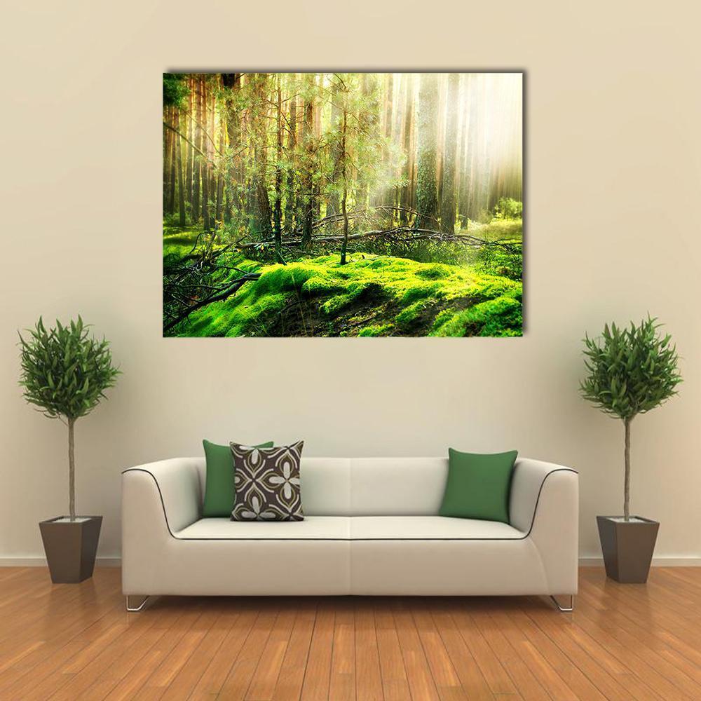 View Of Forest In Sunlight Canvas Wall Art-1 Piece-Gallery Wrap-48&quot; x 32&quot;-Tiaracle