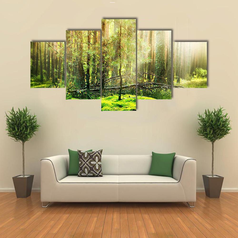 View Of Forest In Sunlight Canvas Wall Art-3 Horizontal-Gallery Wrap-37" x 24"-Tiaracle