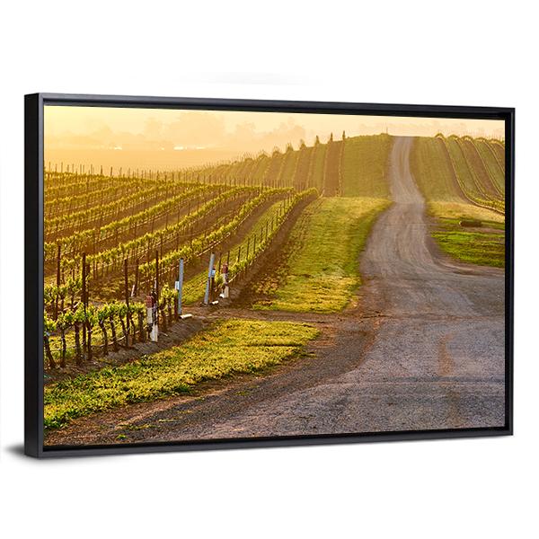Vineyards Landscape At Sunrise In California Canvas Wall Art-3 Horizontal-Gallery Wrap-25" x 16"-Tiaracle