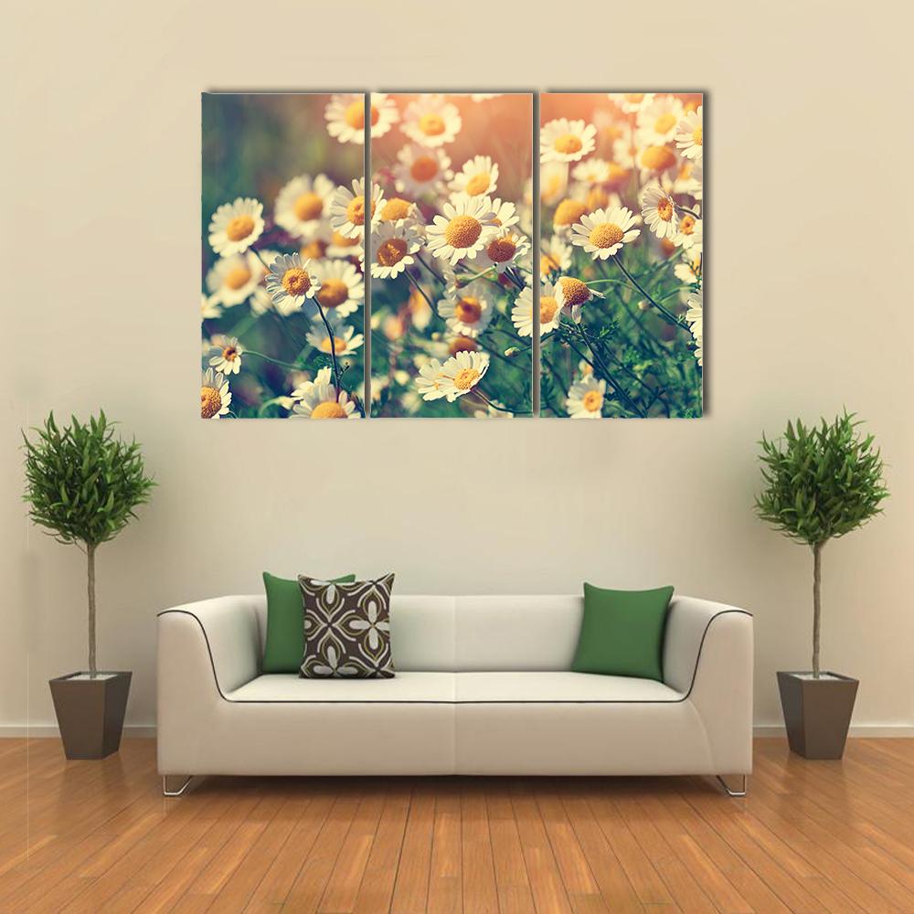 Vintage Wild Chamomile Flowers Canvas Wall Art-3 Horizontal-Gallery Wrap-25" x 16"-Tiaracle