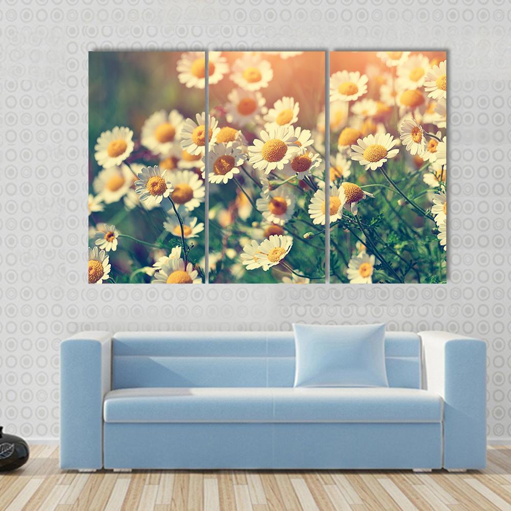 Vintage Wilde Chamomile Flowers Canvas Wall Art-3 Horizontal-Gallery Wrap-37" x 24"-Tiaracle