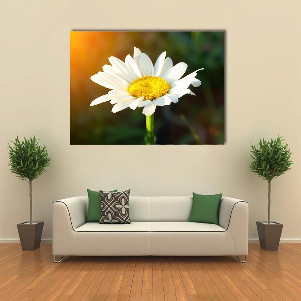 White Daisy Canvas Wall Art-5 Horizontal-Gallery Wrap-22" x 12"-Tiaracle
