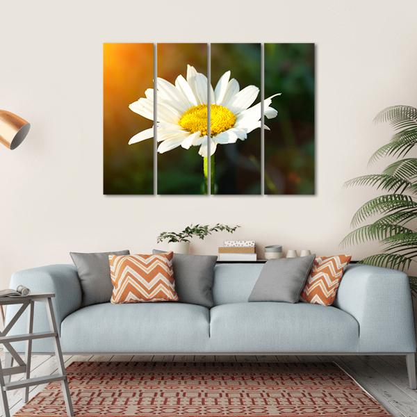 White Daisy Canvas Wall Art-4 Horizontal-Gallery Wrap-34" x 24"-Tiaracle