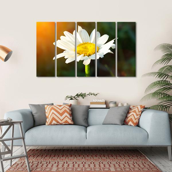 White Daisy Canvas Wall Art-5 Horizontal-Gallery Wrap-22" x 12"-Tiaracle