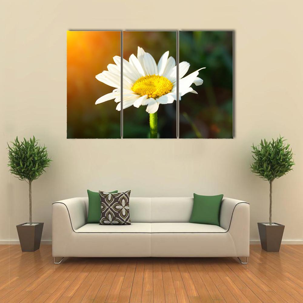 White Daisy Canvas Wall Art-3 Horizontal-Gallery Wrap-37&quot; x 24&quot;-Tiaracle
