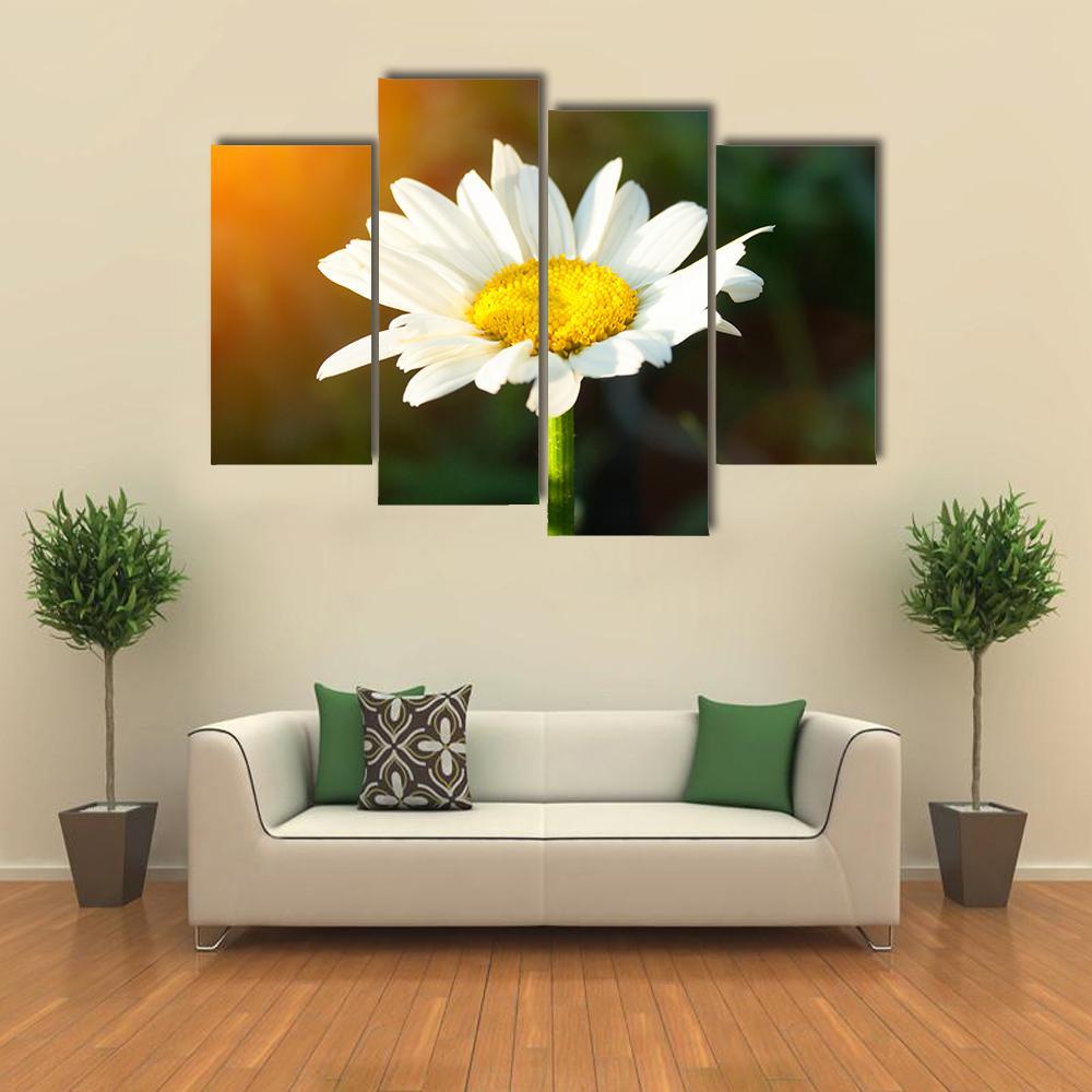 White Daisy Canvas Wall Art-4 Pop-Gallery Wrap-50" x 32"-Tiaracle