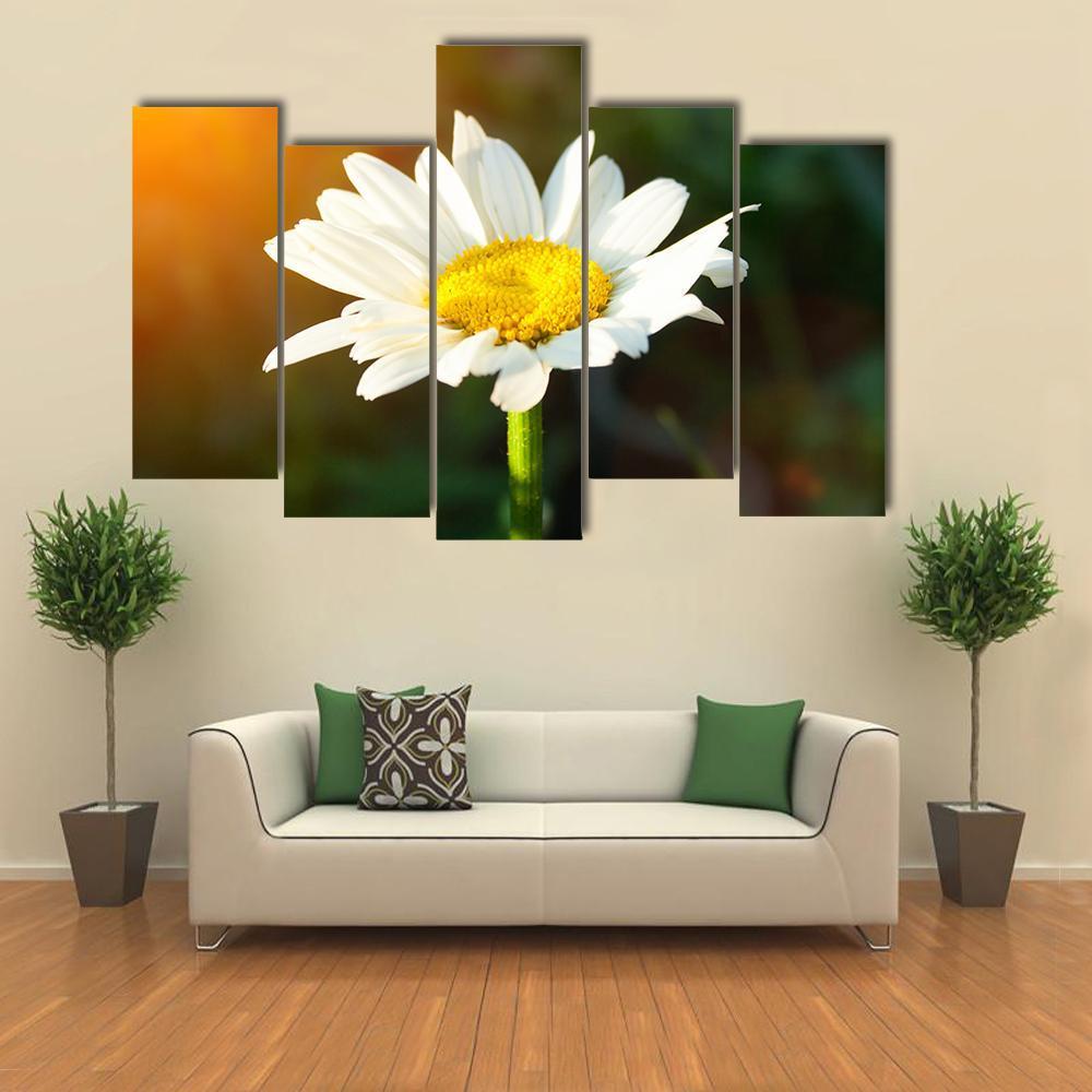 White Daisy Canvas Wall Art-5 Pop-Gallery Wrap-47&quot; x 32&quot;-Tiaracle