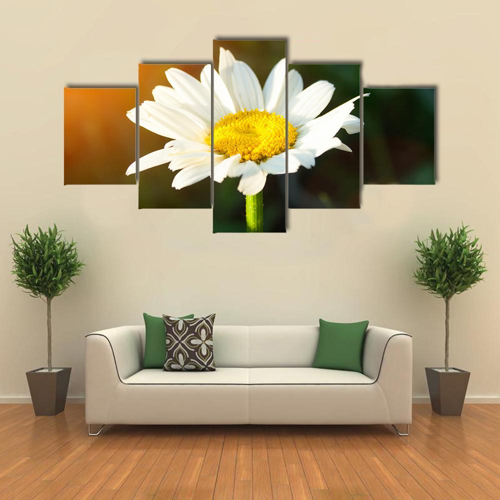 White Daisy Canvas Wall Art-5 Star-Gallery Wrap-62&quot; x 32&quot;-Tiaracle