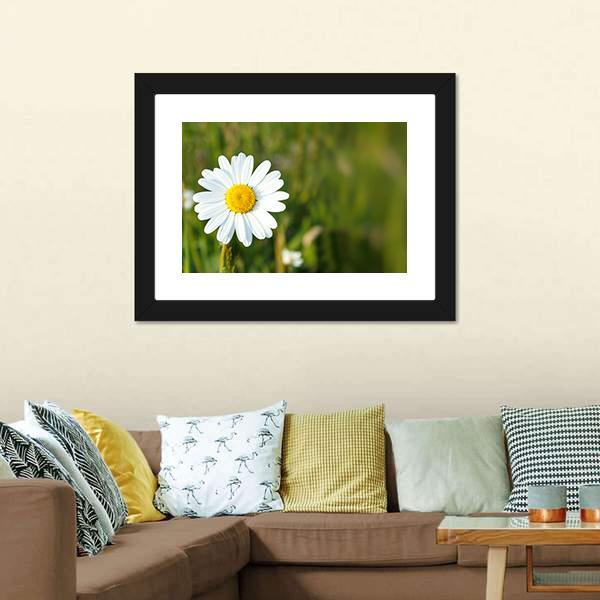 White Marguerite Flower Canvas Wall Art-1 Piece-Framed Print-20" x 16"-Tiaracle