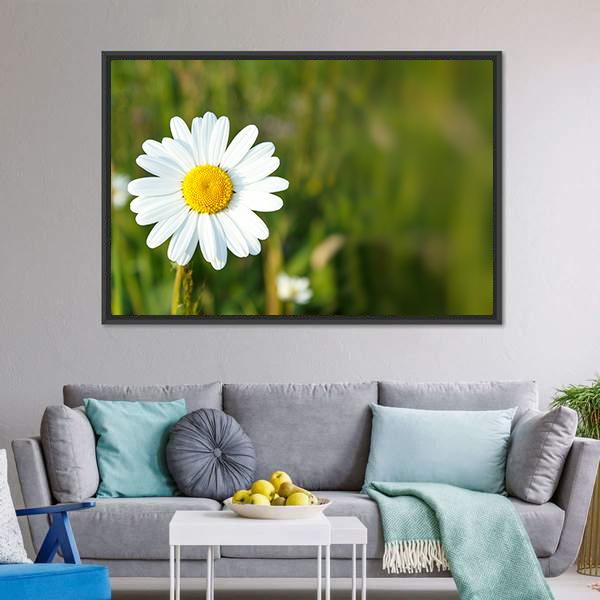 White Marguerite Flower Canvas Wall Art-5 Horizontal-Gallery Wrap-22" x 12"-Tiaracle