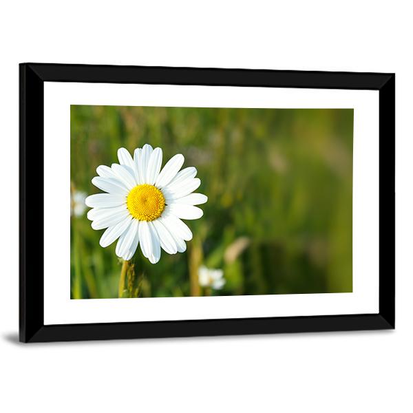 White Marguerite Flower Canvas Wall Art-5 Horizontal-Gallery Wrap-22" x 12"-Tiaracle