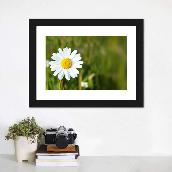 White Marguerite Flower Canvas Wall Art-5 Horizontal-Gallery Wrap-22" x 12"-Tiaracle
