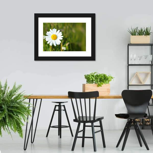 White Marguerite Flower Canvas Wall Art-5 Horizontal-Gallery Wrap-22" x 12"-Tiaracle