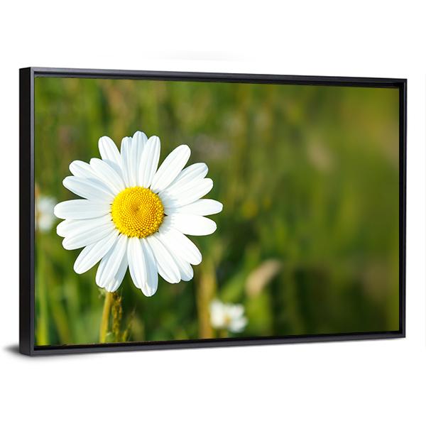 White Marguerite Flower Canvas Wall Art-5 Horizontal-Gallery Wrap-22" x 12"-Tiaracle