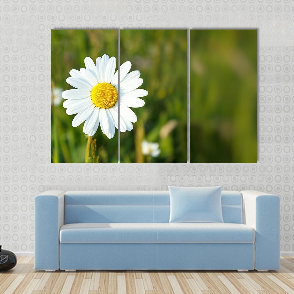 White Marguerite Flower Canvas Wall Art-3 Horizontal-Gallery Wrap-37" x 24"-Tiaracle