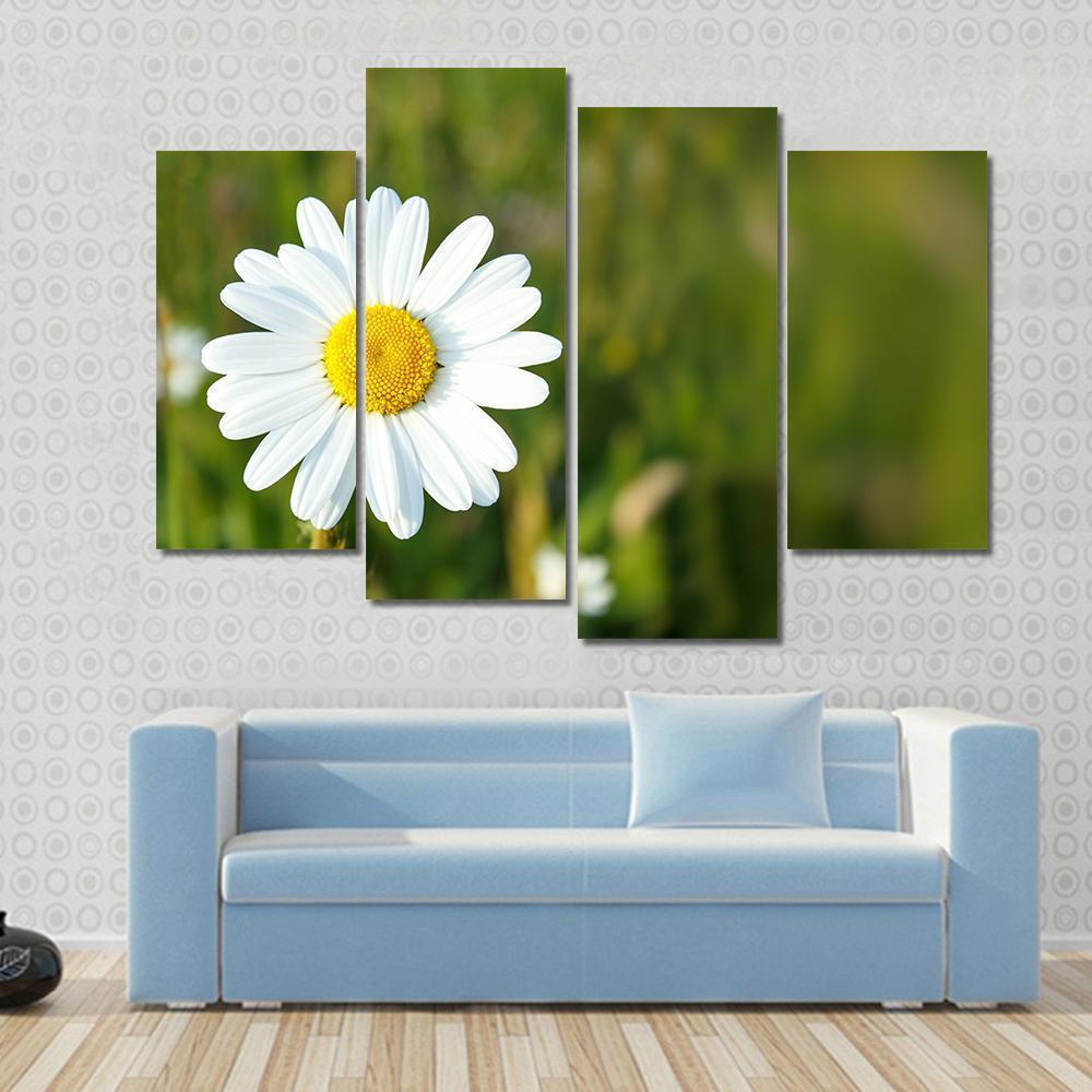 White Marguerite Flower Canvas Wall Art-1 Piece-Gallery Wrap-48" x 32"-Tiaracle