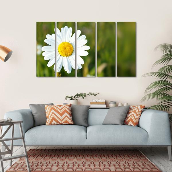 White Marguerite Flower Canvas Wall Art-5 Horizontal-Gallery Wrap-22" x 12"-Tiaracle