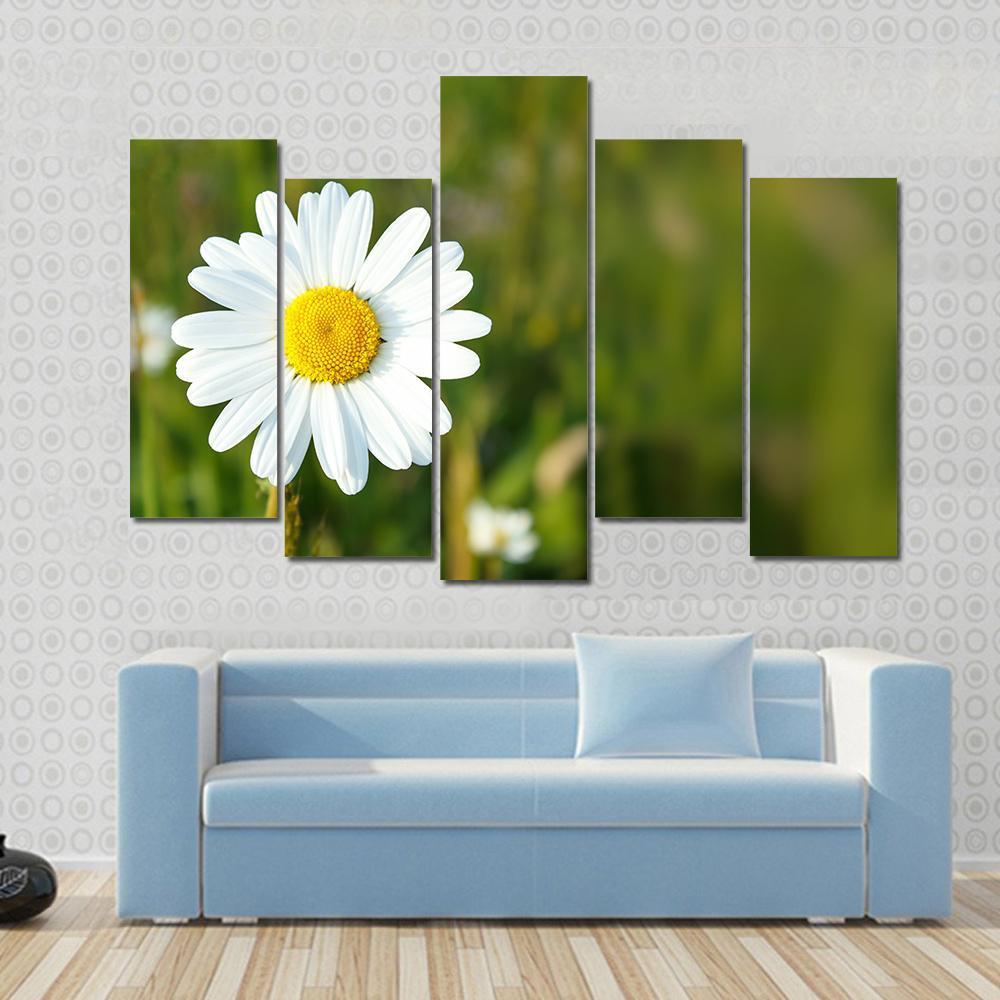 White Marguerite Flower Canvas Wall Art-5 Pop-Gallery Wrap-47" x 32"-Tiaracle