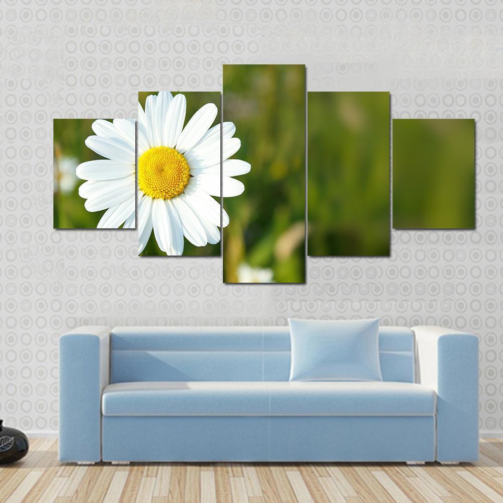 White Marguerite Flower Canvas Wall Art-5 Star-Gallery Wrap-62" x 32"-Tiaracle