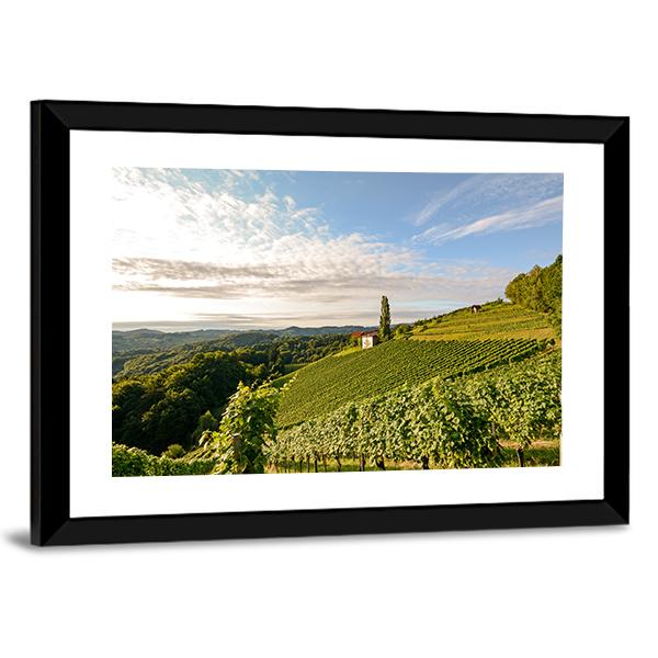 Wine Grapes In Vineyard Canvas Wall Art-3 Horizontal-Gallery Wrap-25" x 16"-Tiaracle