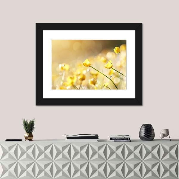 Yellow Flowers Of A Buttercup On A Meadow Lit With The Sun Canvas Wall Art-1 Piece-Framed Print-20" x 16"-Tiaracle