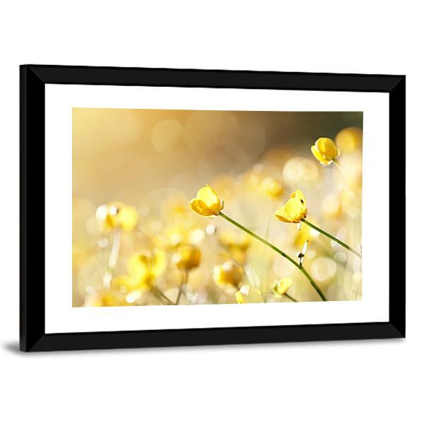Yellow Flowers Of A Buttercup On A Meadow Lit With The Sun Canvas Wall Art-3 Horizontal-Gallery Wrap-25" x 16"-Tiaracle