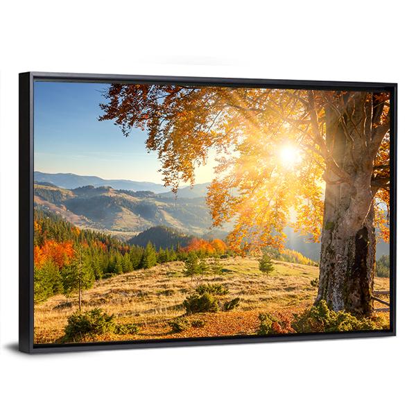 Yellow Old Tree In Autumn Against The Sun Canvas Wall Art-3 Horizontal-Gallery Wrap-25" x 16"-Tiaracle