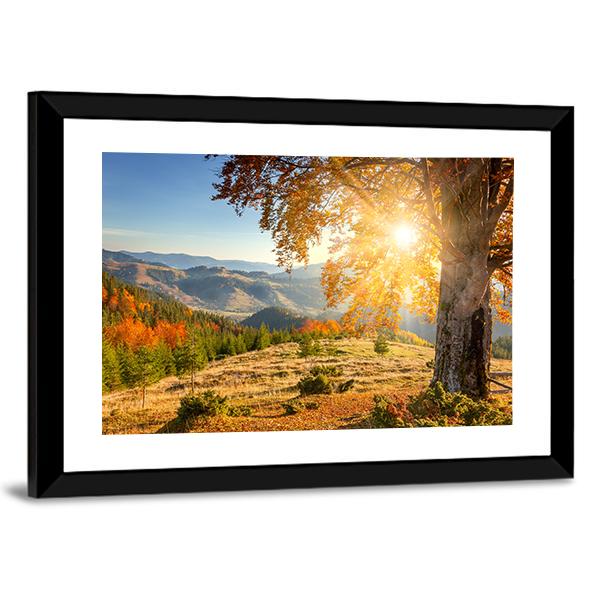 Yellow Old Tree In Autumn Against The Sun Canvas Wall Art-3 Horizontal-Gallery Wrap-25" x 16"-Tiaracle