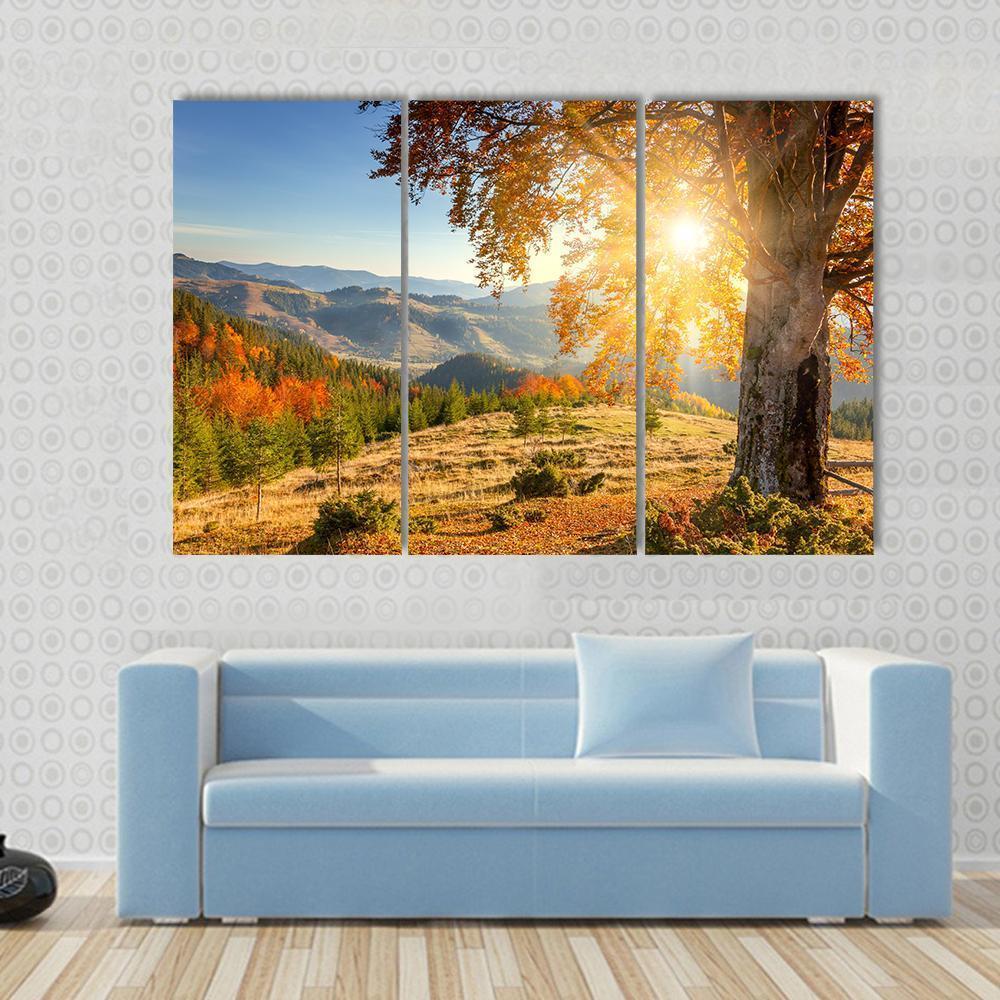 Yellow Old Tree In Autumn Against The Sun Canvas Wall Art-3 Horizontal-Gallery Wrap-37" x 24"-Tiaracle
