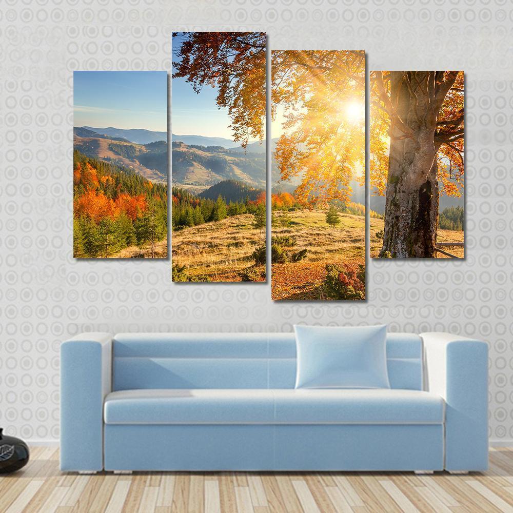 Yellow Old Tree In Autumn Against The Sun Canvas Wall Art-4 Pop-Gallery Wrap-50" x 32"-Tiaracle