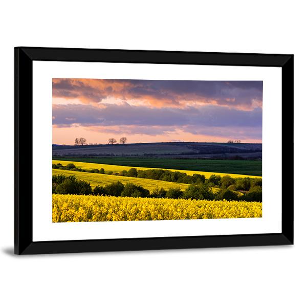 Yellow Rape Field On Blue Sky Canvas Wall Art-3 Horizontal-Gallery Wrap-25" x 16"-Tiaracle