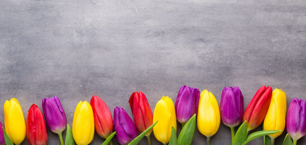 Multicolored spring tulips canvas wall art, new arrival